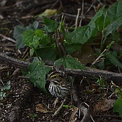 Savanna Sparrow, South Padre Island, Texas.